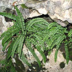 Fern, Maidenhair spleenwort